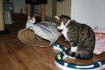 Siep en Luna (4 maanden oud)